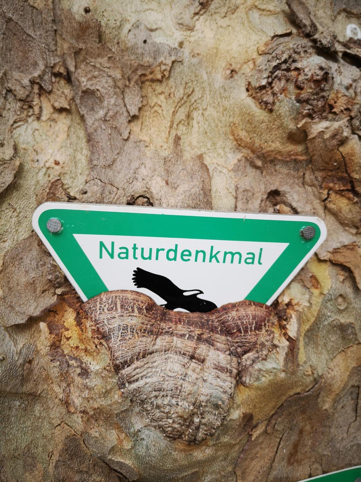Ferienwohnung In Waldrandlage In Nationalpark Schleiden / Eifel Ngoại thất bức ảnh
