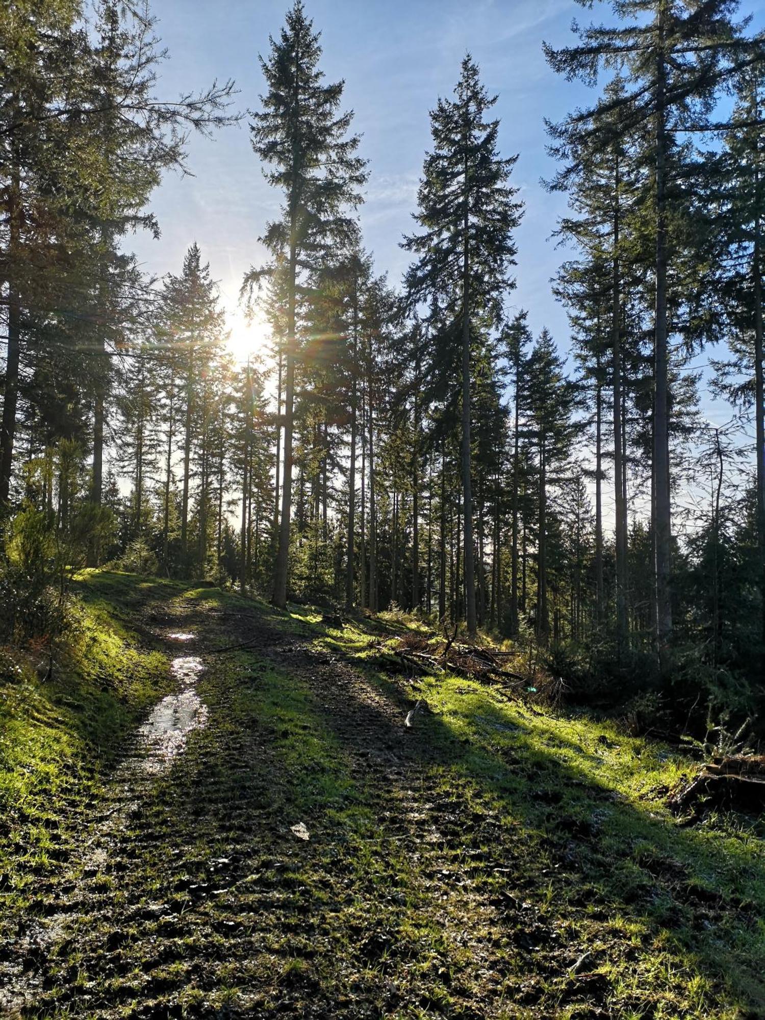 Ferienwohnung In Waldrandlage In Nationalpark Schleiden / Eifel Ngoại thất bức ảnh
